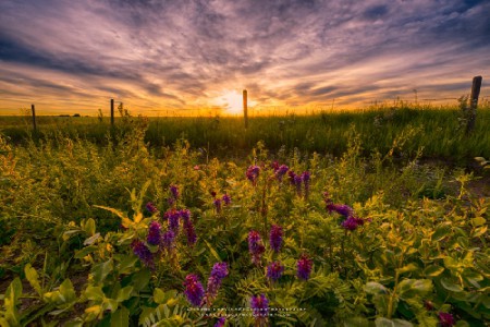 Saskatchewan Sunrise